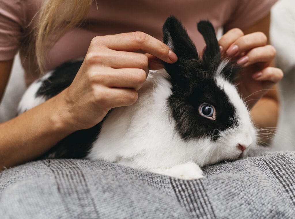 Rabbit Ear Infection Home Treatment: Simple Steps You Can Take Now!