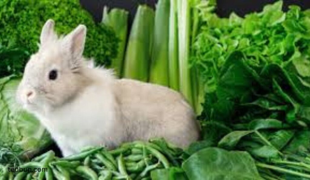 Can Rabbits Eat Green Beans