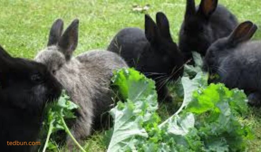 Can Rabbits Have Kale? Must-Know Feeding Hacks!