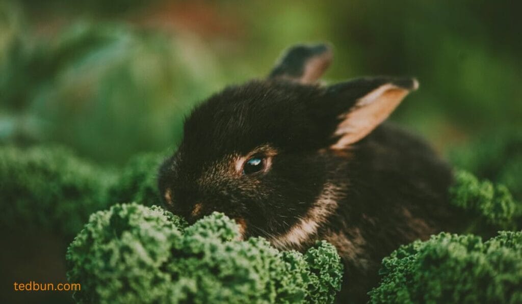 can rabbits have kale