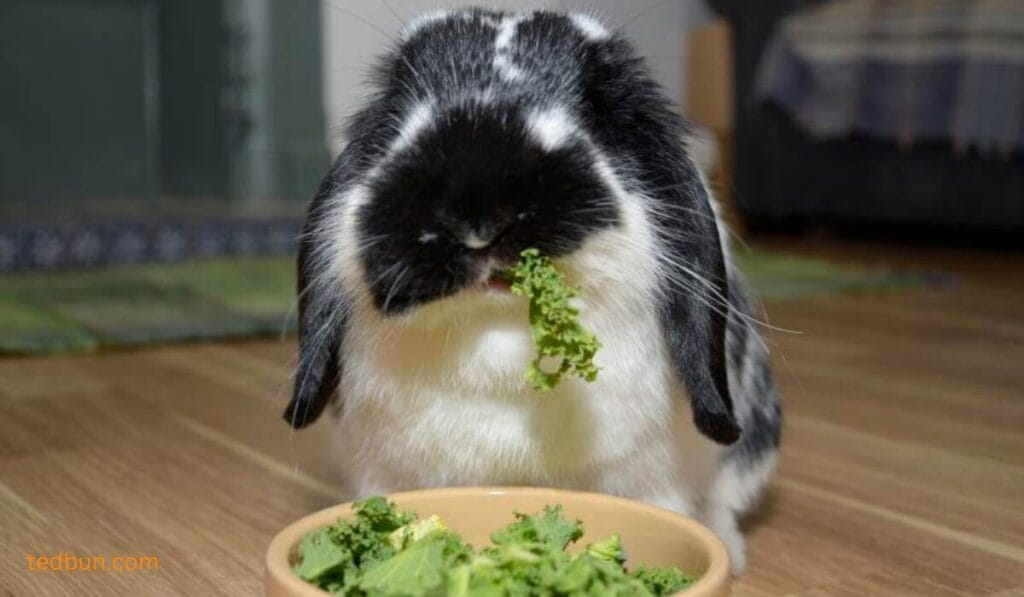 can rabbits have kale