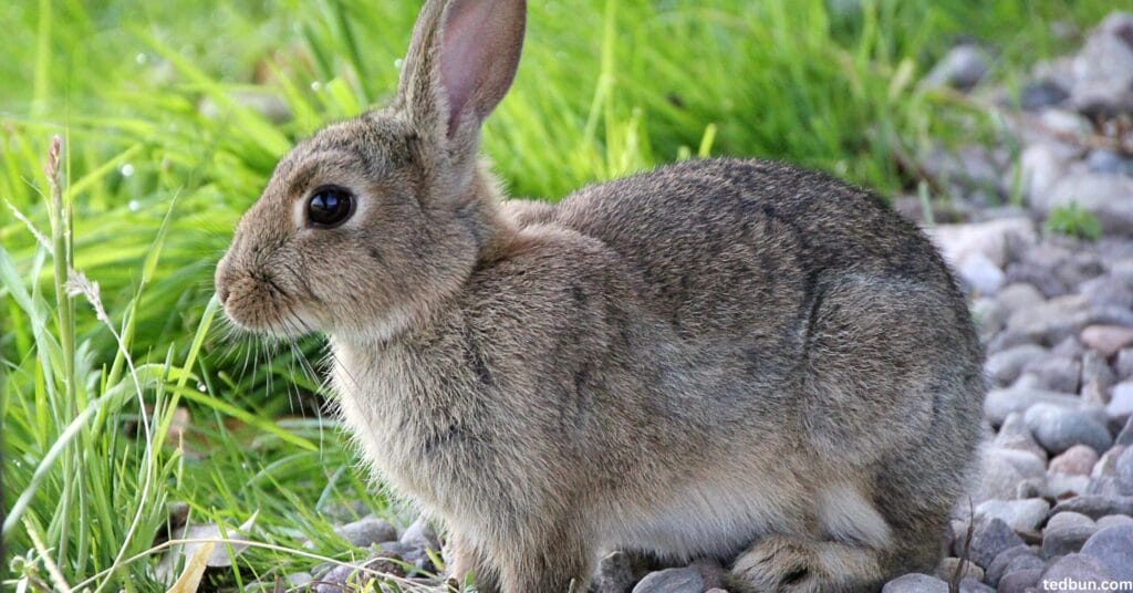 Rabbit Gestation Calculator: Track Your Rabbit’s Pregnancy with Accuracy Rabbit Gestation Calculator: Track Your Rabbit’s Pregnancy with Accuracy