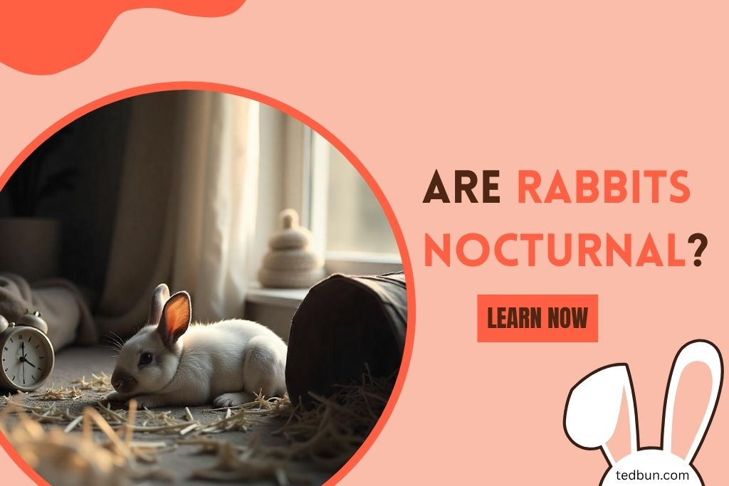 Are Rabbits Nocturnal