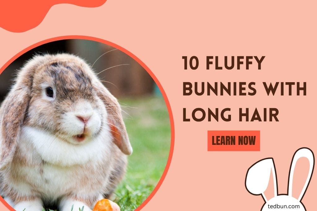 Bunny with Long Hair