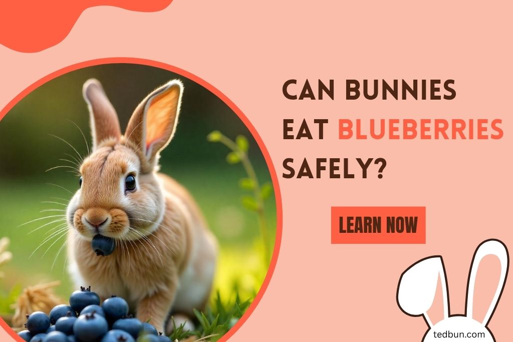 Can Bunnies Eat Blueberries Safely