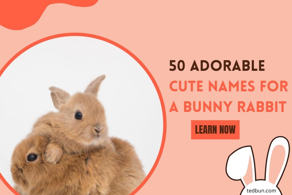 Cute Names for a Bunny Rabbit