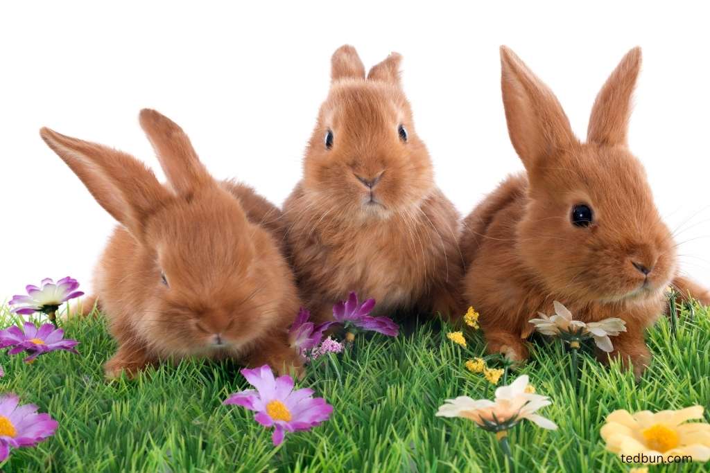 Cute Names for a Bunny Rabbit